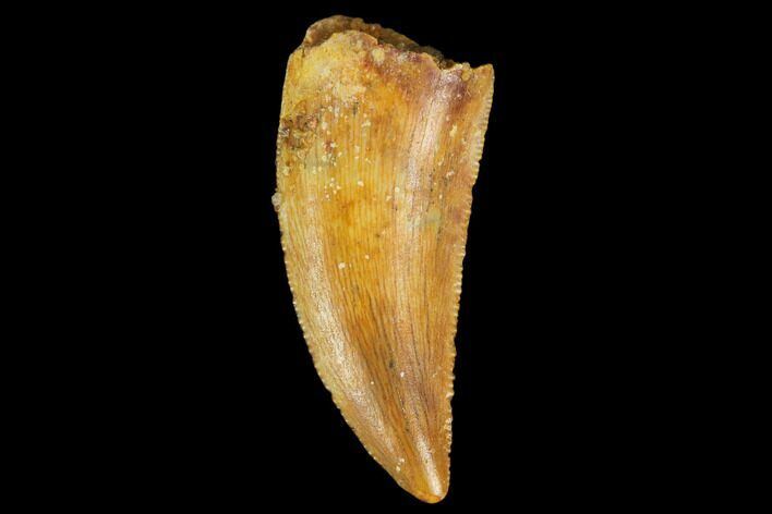 Serrated, Raptor Tooth - Real Dinosaur Tooth #127053